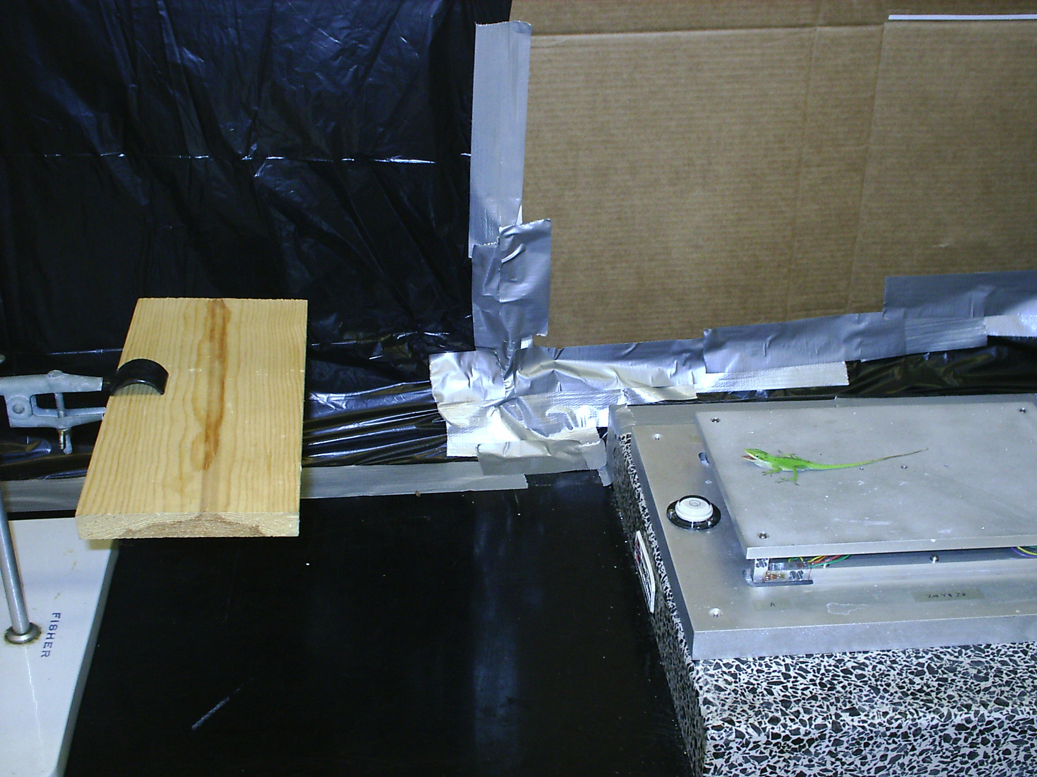 Measuring jumping in A. carolinensis